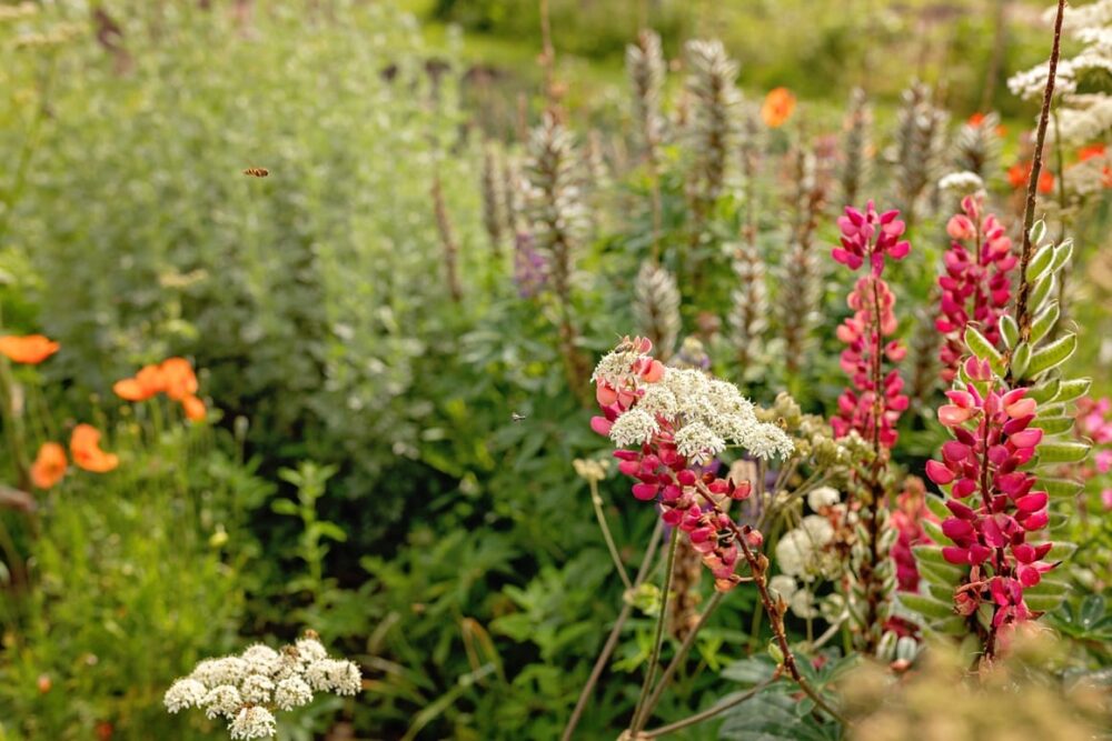 Kiemkracht64 Malden Tuin - Netwerk Agenda Nederland